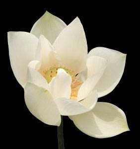 White Lotus Yoga