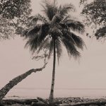 Beach Palm1 at Anamaya Resort