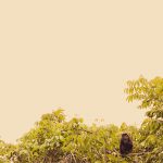 Costa Rica Howler Monkey1